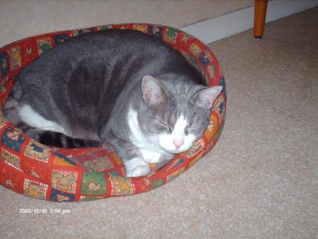 le chat de mon meilleur ami