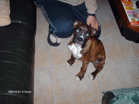 le chien de mon meilleur ami